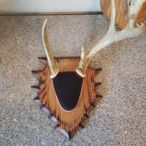 Mounted deer horns